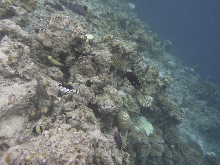P1050398.JPG - Und die sind auch schön, es gab am Riff gleich mehrere.