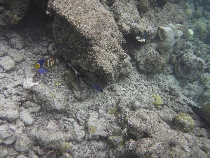 P1050402.JPG - Den Pfauenkaiser kannten wir schon aus dem Vorjahr