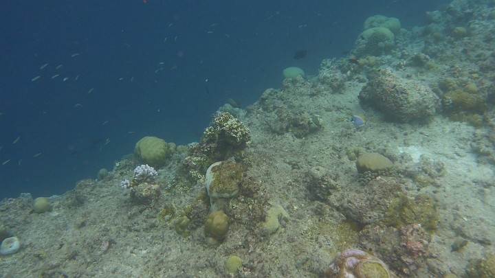 P1050450.JPG - Und wieder am Riff.