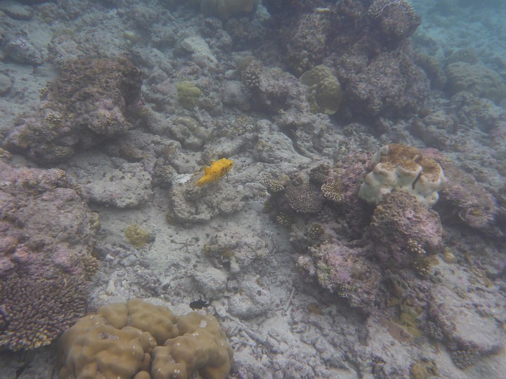 P1050490.JPG - Ein gelber Schwarzfleckenkugelfisch (kein Kofferfisch, der hat andere, regelmäßigere Punktformen)