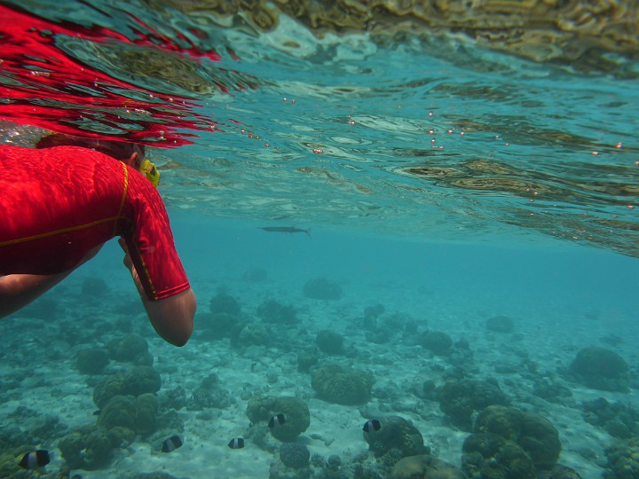 P1050516.JPG - Ein Hornhecht voraus