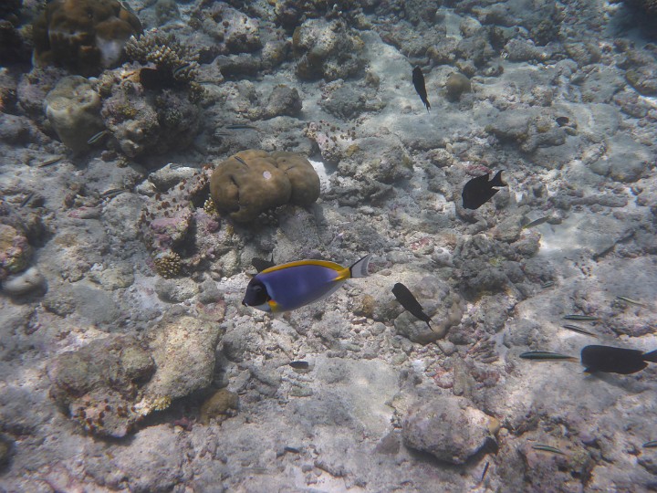 P1050525.JPG - Ein Weißkehldoktorfisch