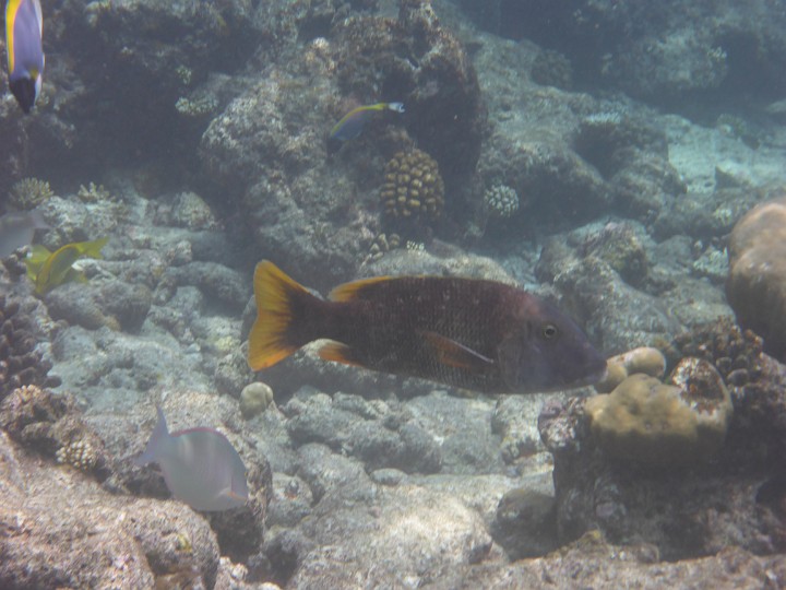 P1050531.JPG - Ein Gelbflossenstraßenkehrer. Auch von diesen gab es mehrere.