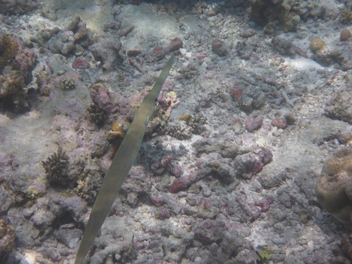 P1050537.JPG - Ein Flötenfisch