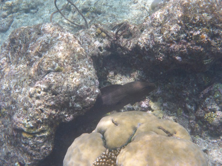 P1050543.JPG - Muräne