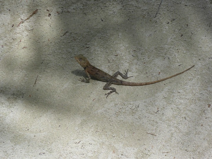 P1050560.JPG - Ein Gecko