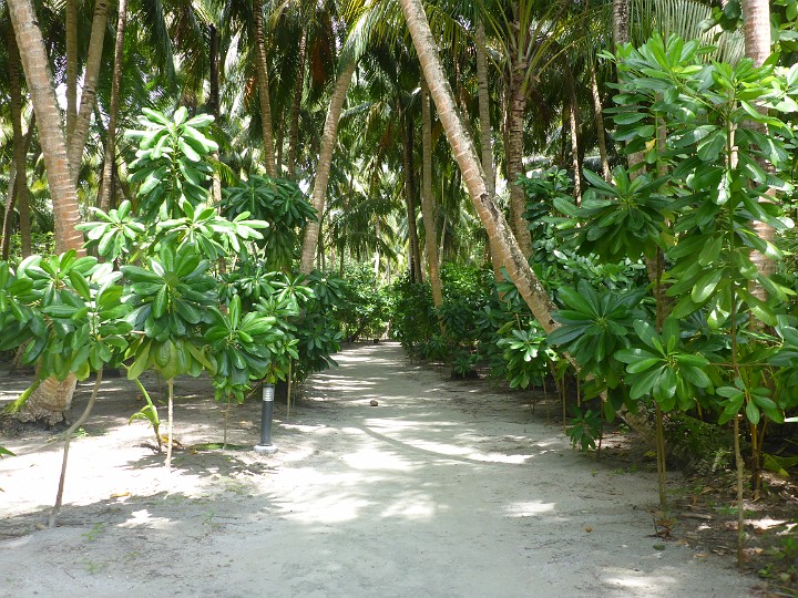 P1050568.JPG - Hier begann der Weg zum Frühstück. Meist mit dem Standardsatz: "Habe ich schon erwähnt, dass mir der Dschungelcharakter gefällt?"