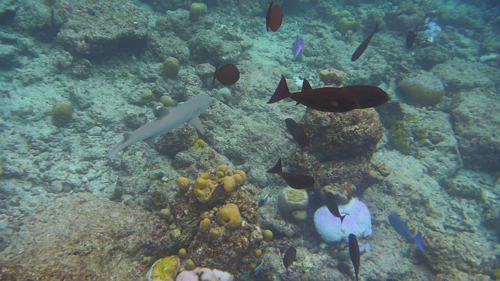 P1050618.JPG - Ein kleiner Weißspitzenriffhai