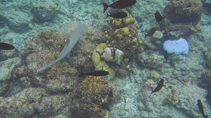 P1050619.JPG - Haie waren heuer eher die Ausnahme. In zwei wochen hatte ich nur fünf Haibegegnungen. (3x Weißspitzen, 2x Schwarzspitzen)
