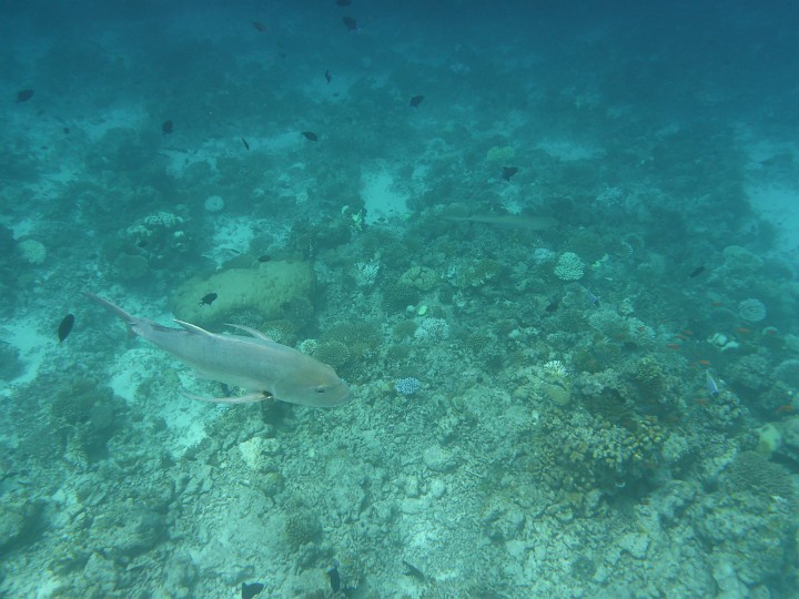 P1050678.JPG - Ich will die Stachelmakrele(?) im Vordergrund fotografieren, derweil versteckt sich rechts im Untergrund unbemerkt ein Weißspitzenriffhai!