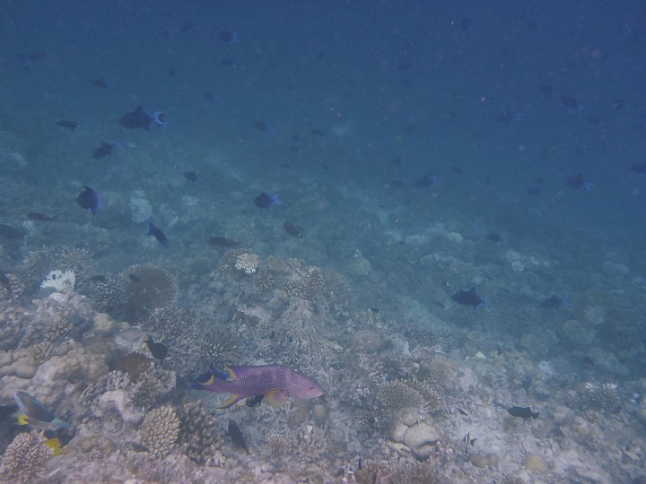 P1050736.JPG - Auch diesen konnte ich noch nicht identifizieren, könnte laut Schwanz ein Doktorfisch sein