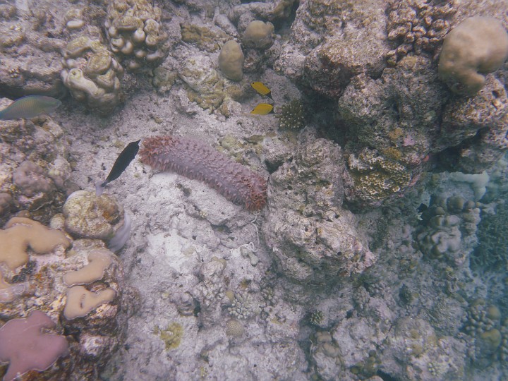 P1050745.JPG - Die Langmaulpinzettfische bei der Seegurke sind hingegen gleich erkannt.