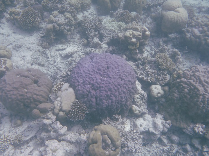 P1050770.JPG - Eine schöne violette Koralle
