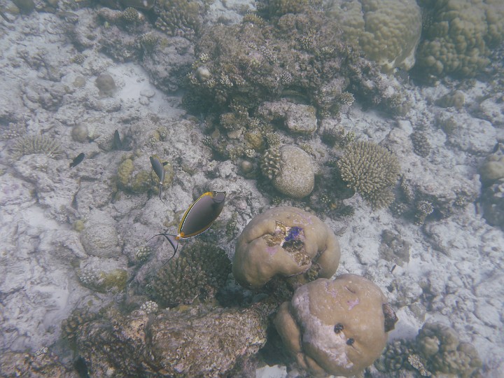 P1050776.JPG - Der Gelbklingennasendoktor hat eine besonders schöne Zeichnung