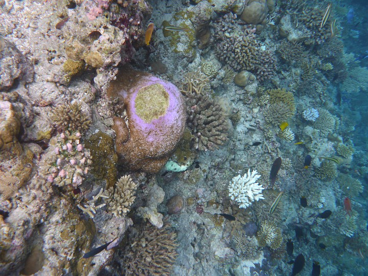 P1050811.JPG - Farbenfrohe Korallen