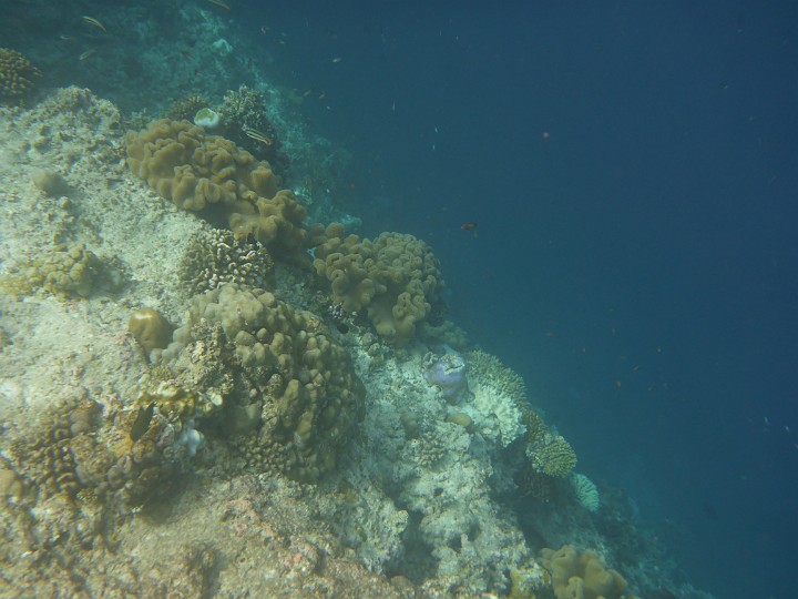 P1050839.JPG - Lederkorallen am Abgrund