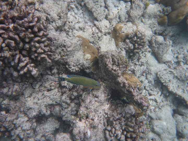 P1050847.JPG - Ein Blaustreifendoktorfisch