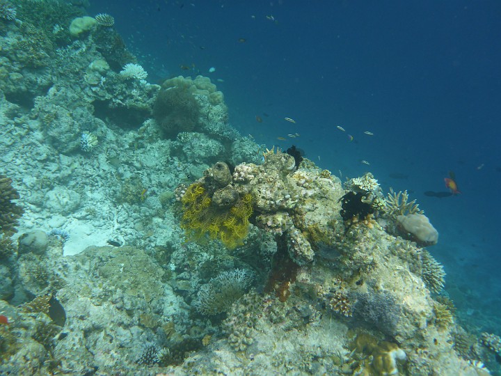 P1050858.JPG - Das Gelbe ist keine Koralle, es ist ein Schlegels Haarstern.