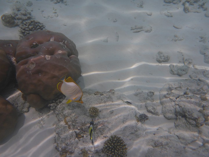 P1050866.JPG - Ein hübscher Gelbkopffalterfisch