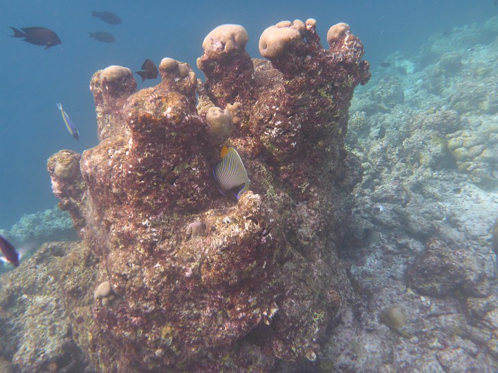 P1050917.JPG - Kaiserimperator