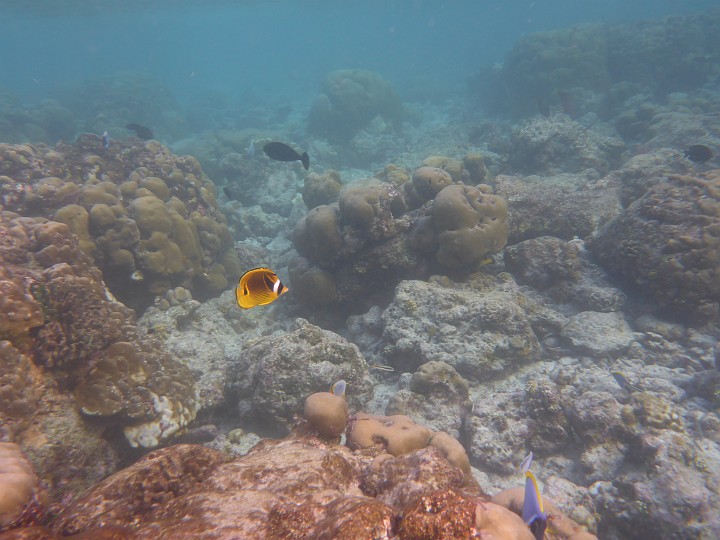 P1050933.JPG - Ein Mondsichelfalterfisch