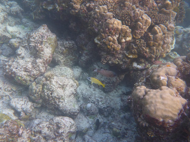 P1050935.JPG - Ein Blaustreifenschnapper