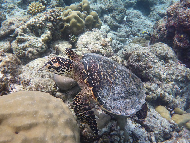 P1060226.JPG - Getauchte Nahaufnahme. Timmy the turtle fühlt sich verfolgt... aber ich habe ihn nur geschaut und fotografiert, nicht berührt.