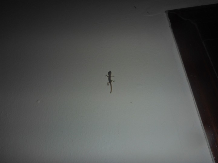 P1060372.JPG - Eddie bewacht...