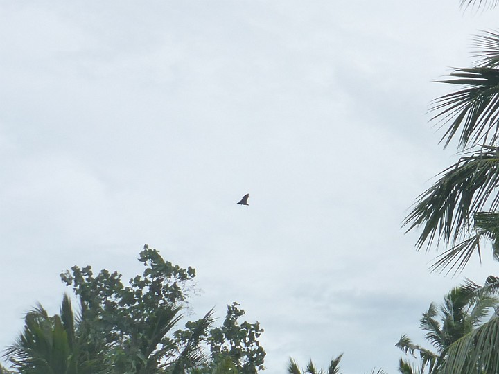 P1060395.JPG - Batman war auch da