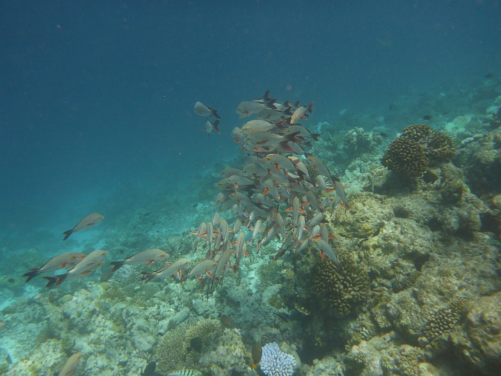 P1060500.JPG - Ein Schwarm Buckelschnapper