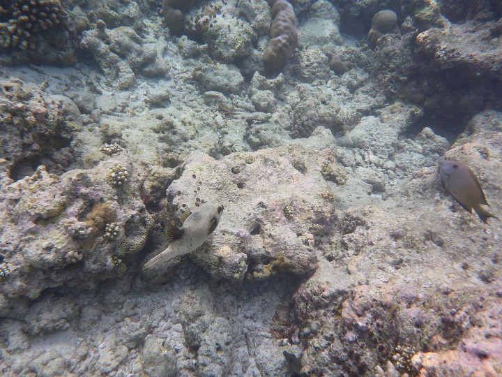 P1060635.JPG - Die letzte Tauchtour: ein Schwarzfleckenkugelfisch in grau.