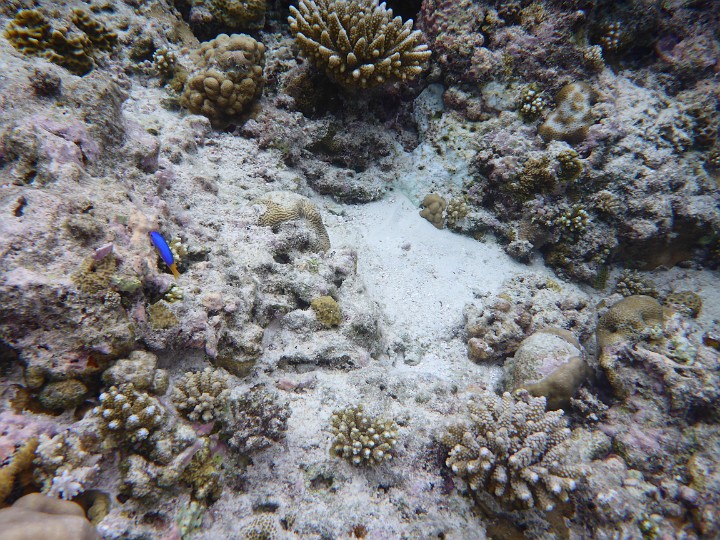 P1060641.JPG - Das könnte irgendein Zwerg- oder Riffbarsch sein.