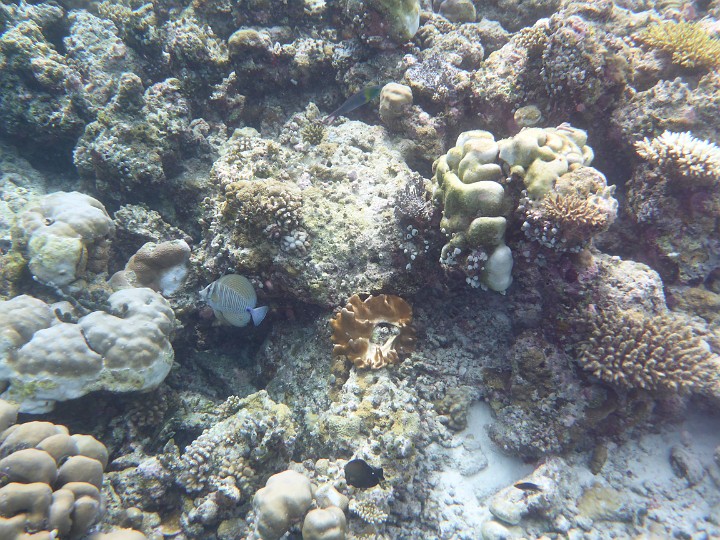 P1060645.JPG - Ein Segelflossendoktor mit ausgefahrenem Segel