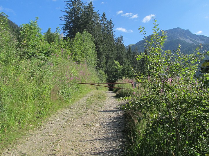 IMG_2609.jpg - Zuerst geht es das angenehme Stück Forststraße in den Wald hinein.                               