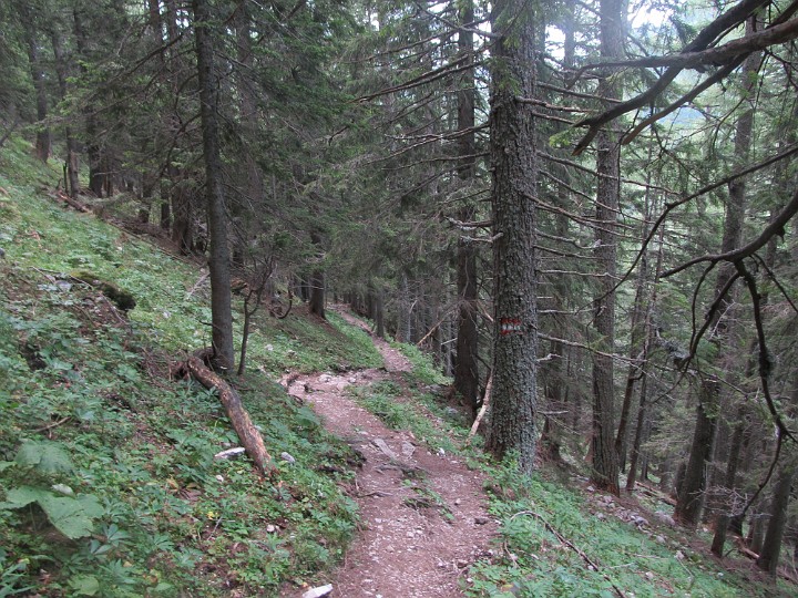 IMG_2726.jpg - Im Wald ist es teilweise recht schwül, und nicht wie erhofft kühler.                               