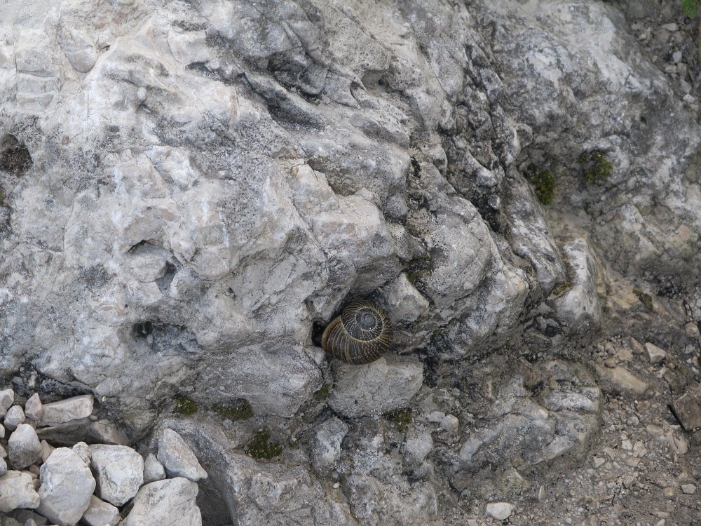 IMG_3481.jpg - Schnecke                               