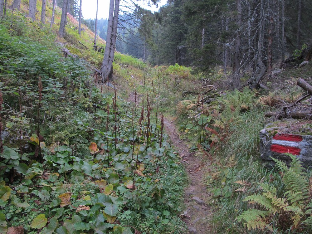 IMG_3802.JPG - Nach einem kurzen Stück über die Forststraße geht es in den Wald hinein.