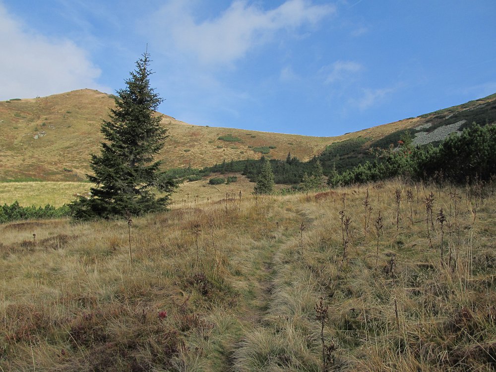 IMG_3810.JPG - Dann erreiche ich die Baumgrenze. Blick auf das Triebener Törl