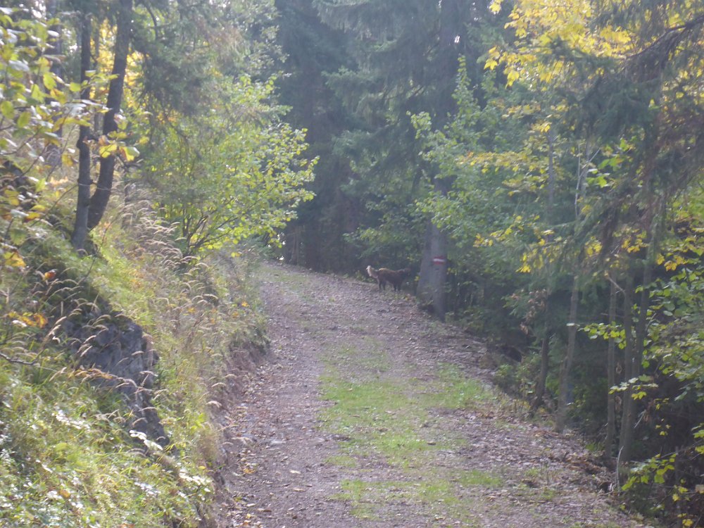P1060773.JPG - ...gesellt sich ein Begleiter hinzu. Der Hund begleitet mich ab nun tatsächlich bis zum Gipfel und wieder runter zum Lechnerbauer zurück.