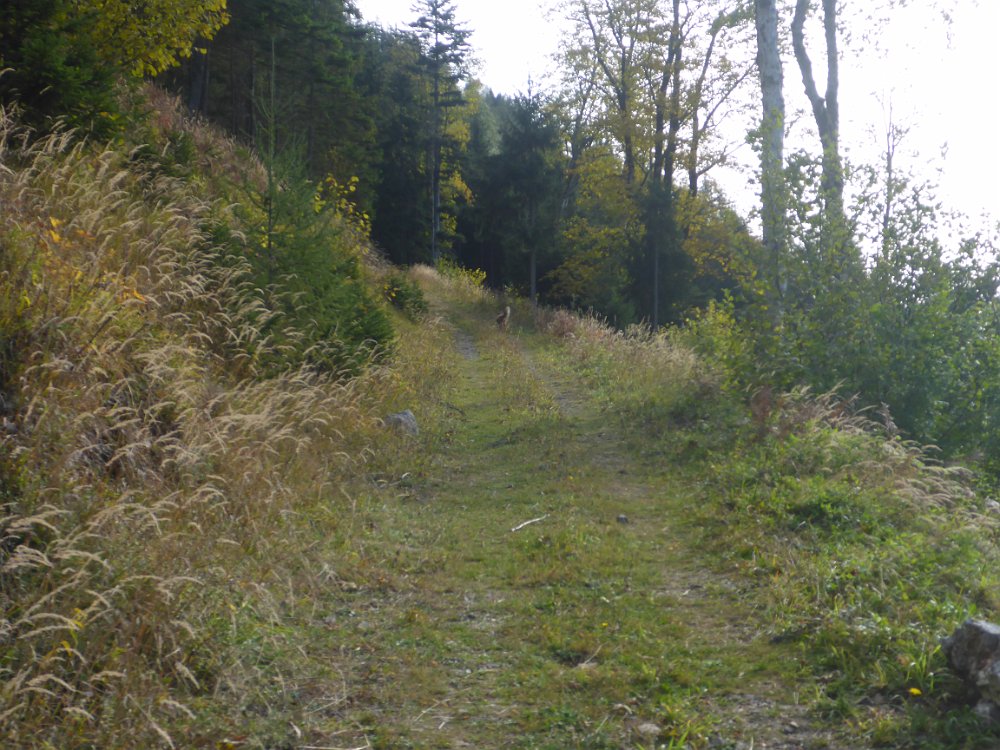 P1060774.JPG - Zunächst die Forststraße weiter.