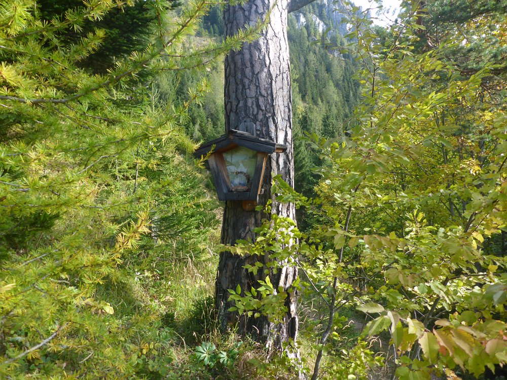 P1060778.JPG - Irgendwie hatte ich dieses weiter vorne in Erinnerung, aber 2006, 2007 war es sicher auch schon an diesem Baum.
