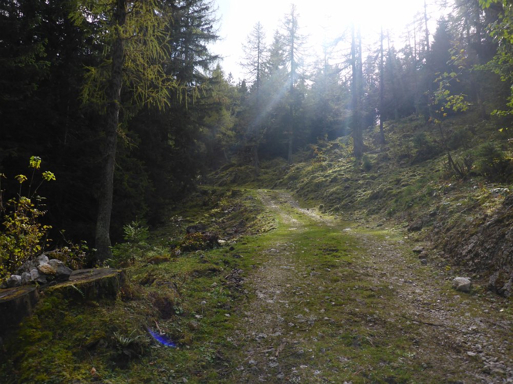 P1060798.JPG - Zur Tonionhütte führt nun kein romantischer Waldweg mehr, sondern eine Straße.