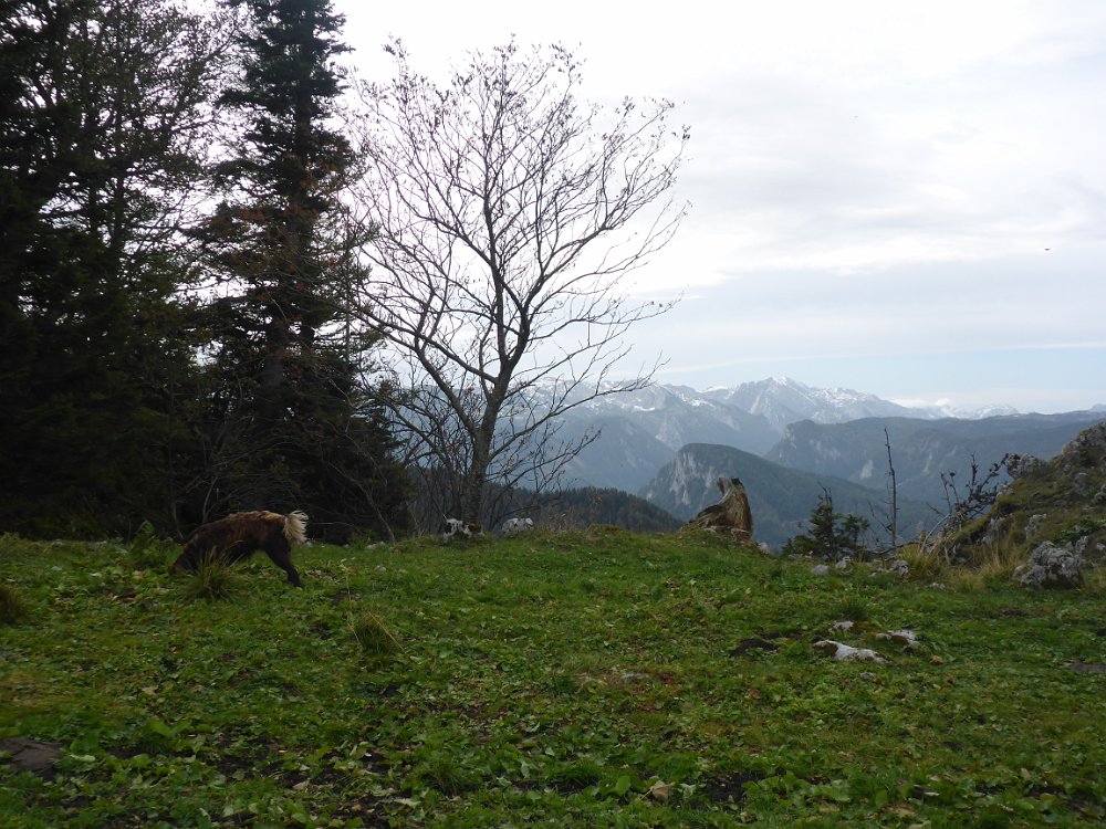 P1060804.JPG - Blick zum Hochschwab. Meine Begleitung, ich vermute weiblich, weil sie kein Haxerl hebt, passt auf mich auf.