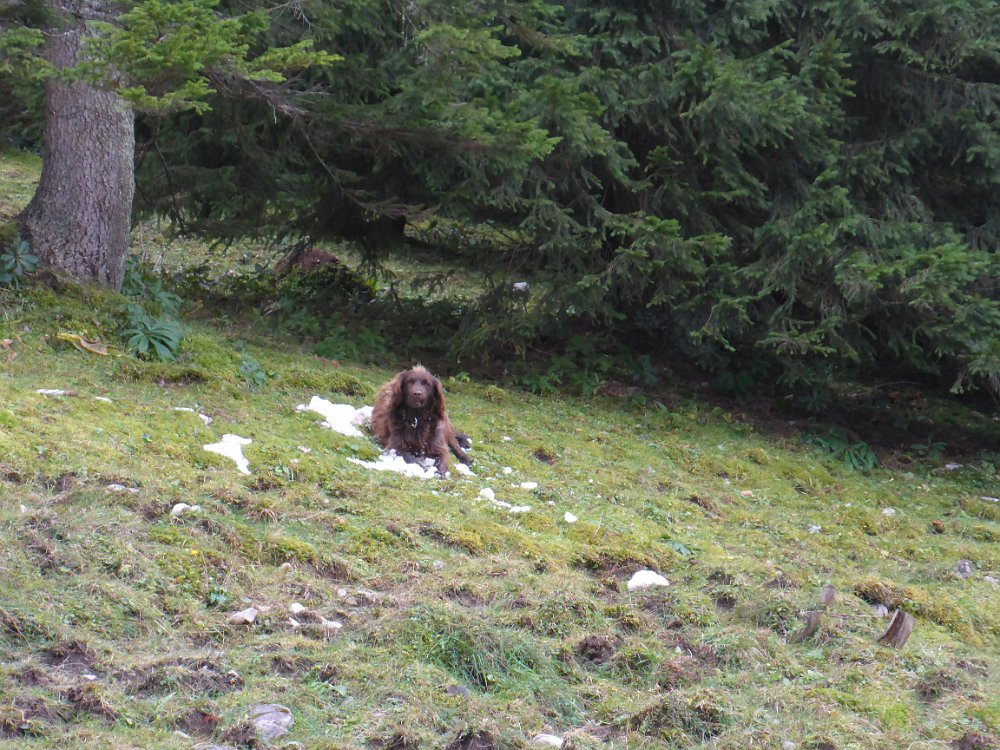 P1060838.JPG - Meine Begleitung liebt Schnee.