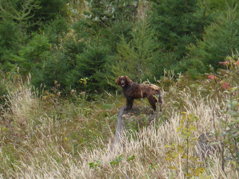 P1060847.JPG - Bis zum Lechnerbauer werde ich noch begleitet, dann ist der Hund wieder daheim und verschwindet ohne zu grüßen. Tsts, interessant- der Hund wollte einfach nur mal kurz wandern gehen :-)