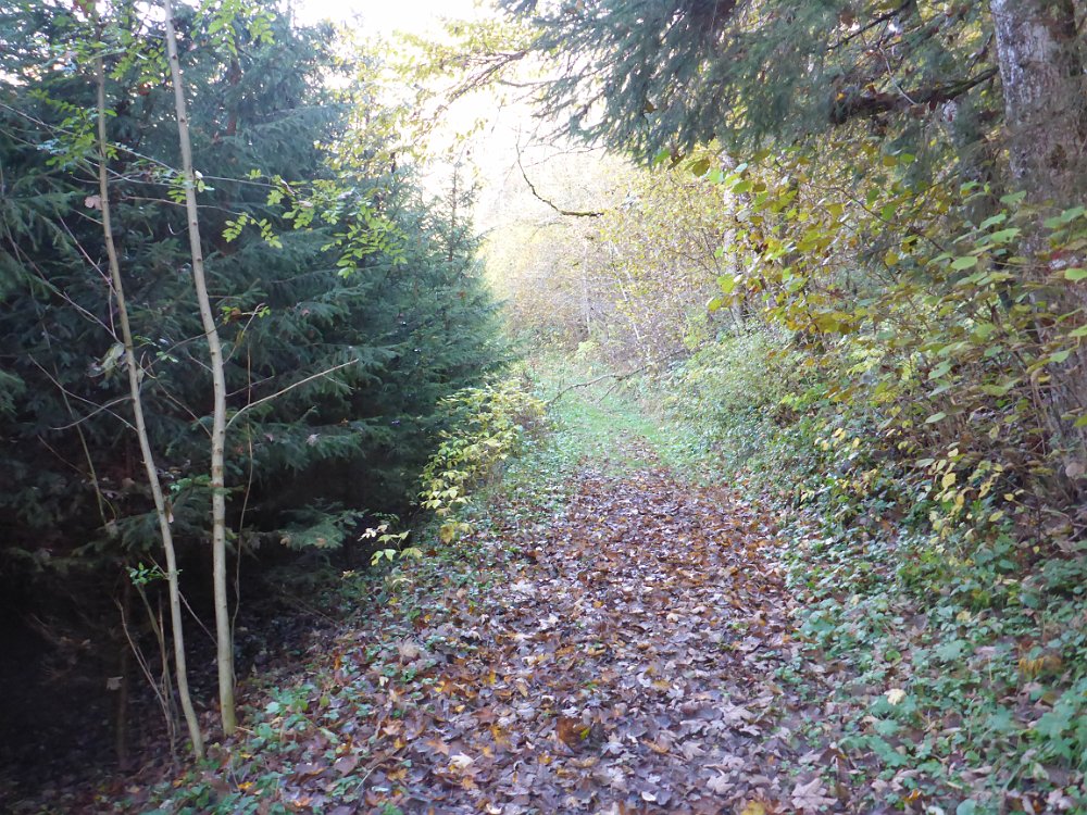 P1060866.JPG - Nachdem mir der Weg absolut unbekannt ist, drehe ich wieder um...