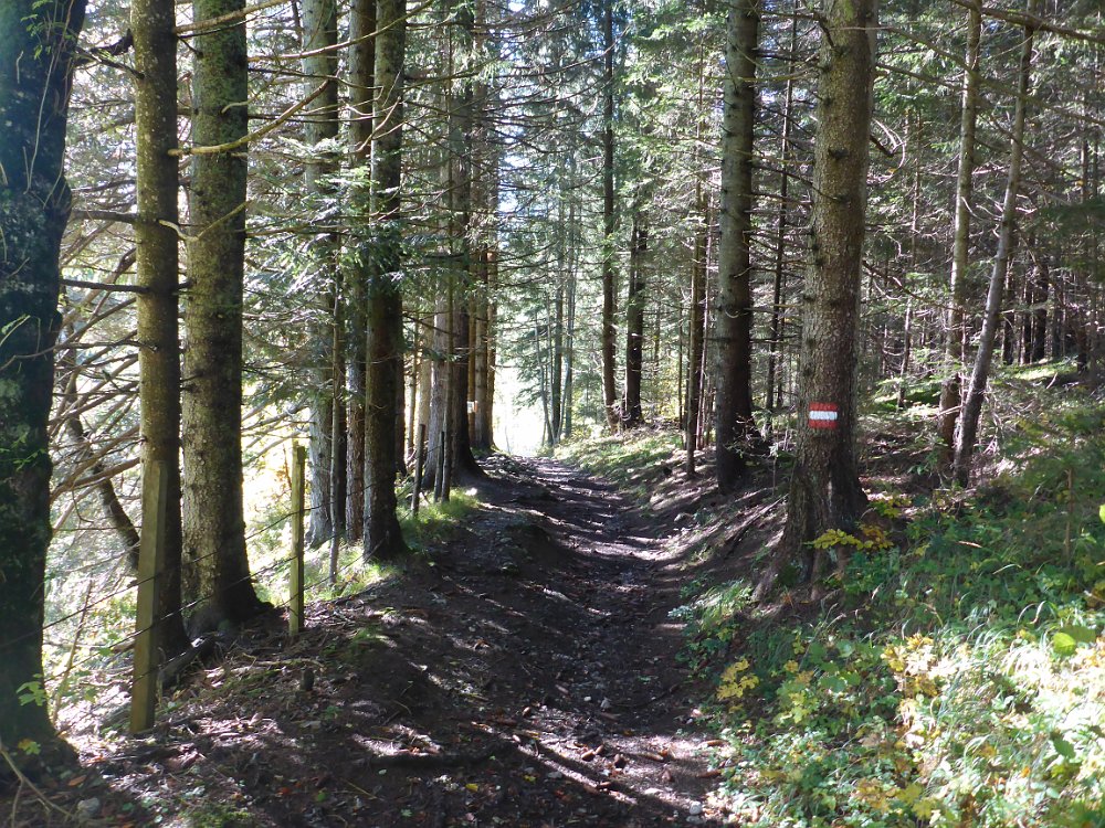 P1060895.JPG - Ich gehe heute nicht die Straße, sondern den Wanderweg.
