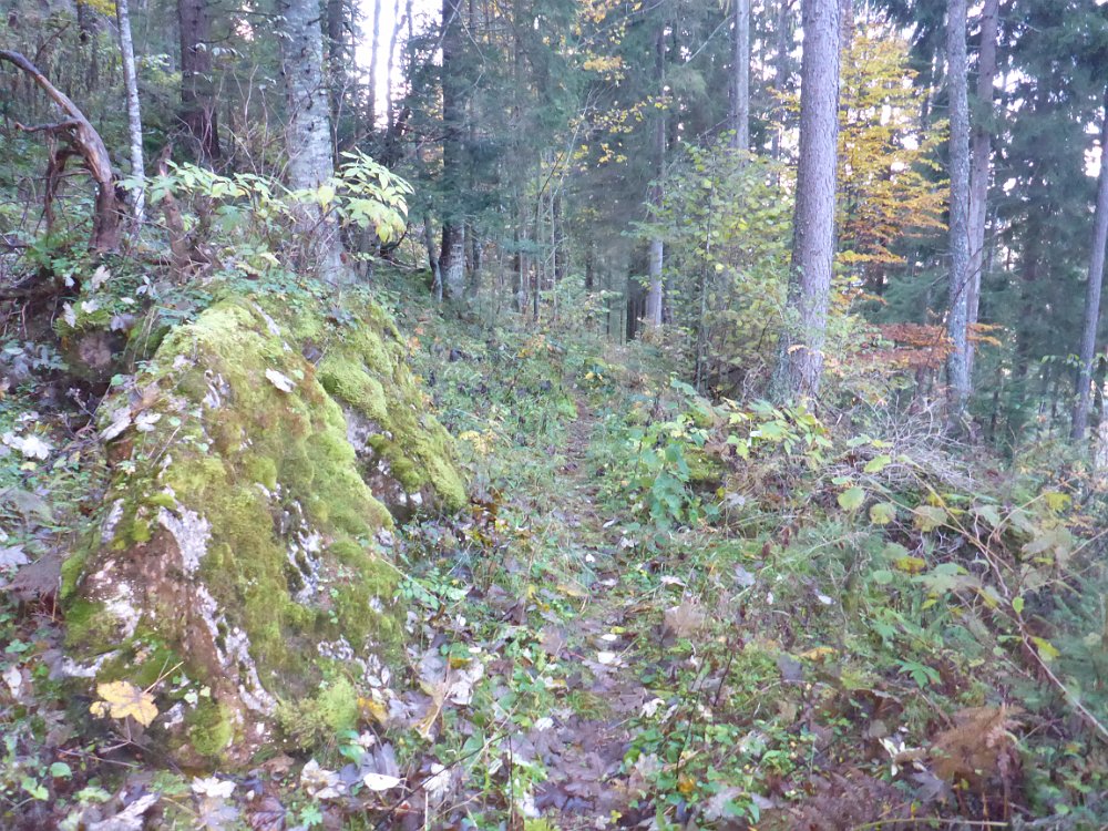 P1060961.JPG - Nun noch ein kurzes Stück Waldweg...