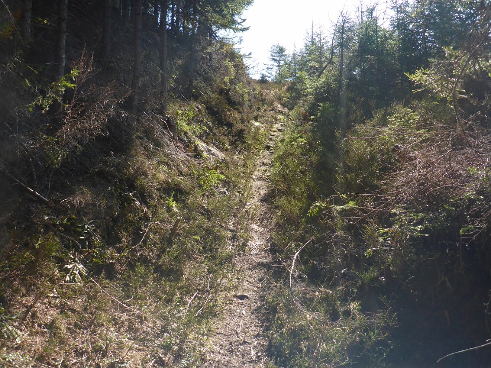 P1080151.JPG - ..ziemlich viel ein wenig sogar. Aber dennoch gut zu gehen. Markiert ist bis auf den Kammweg übrigens nichts.