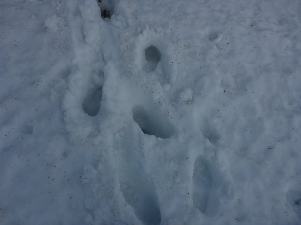 P1080222.JPG - Schneeschuhe wären heute wirklich nicht verkehrt gewesen.